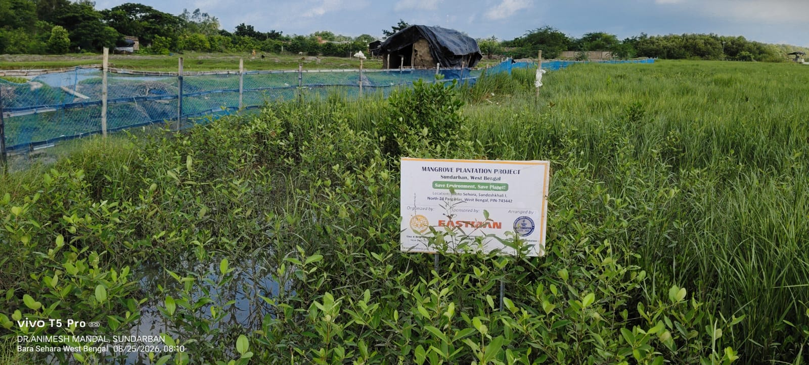 Six Months Later: A Green Shield Takes Root in the Sundarbans