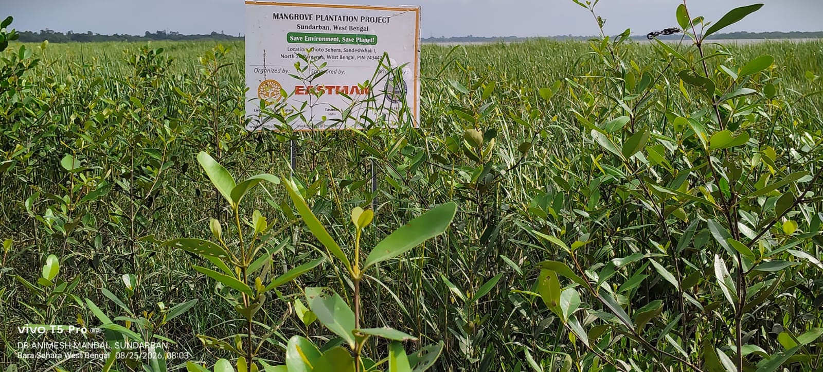 Six Months Later: A Green Shield Takes Root in the Sundarbans detail 3