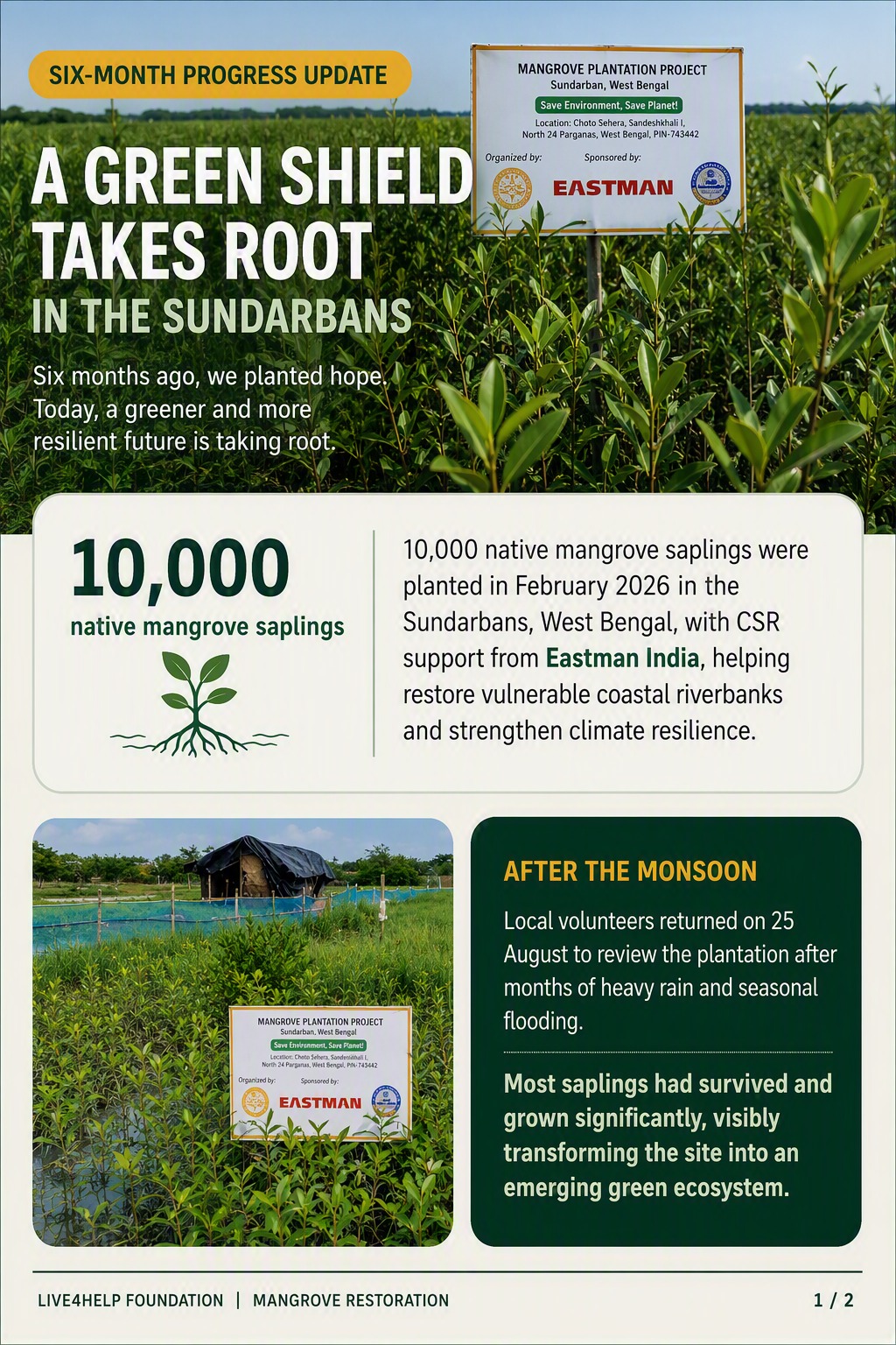 Six Months Later: A Green Shield Takes Root in the Sundarbans detail 7