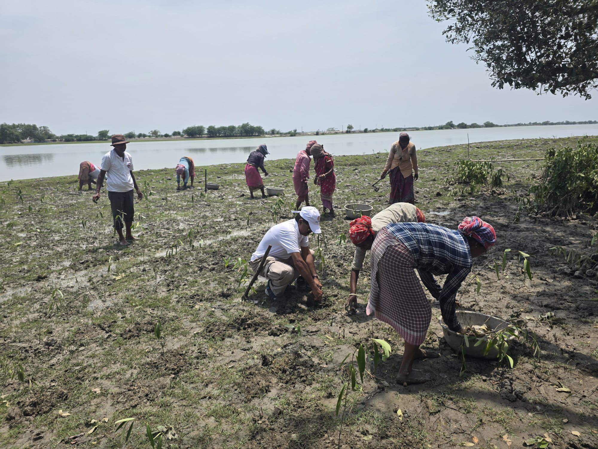 Restoring Coastal Resilience Through CSR: Mangrove Plantation Initiative in Sundarban, West Bengal detail 11